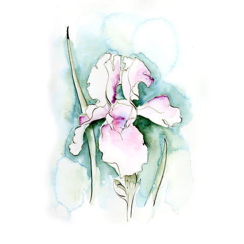 A watercolor painting of a bearded iris flower with pink petals and green leaves on a white background.