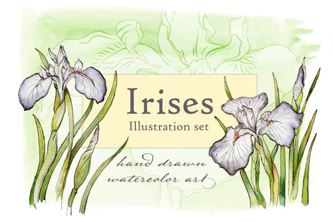 Spring Iris Illustration Set - Hand Drawn Floral Illustrations by Jamie Hansen - Jamie Hansen Art