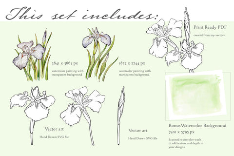 Spring Iris Illustration Set - Hand Drawn Floral Illustrations by Jamie Hansen - Jamie Hansen Art