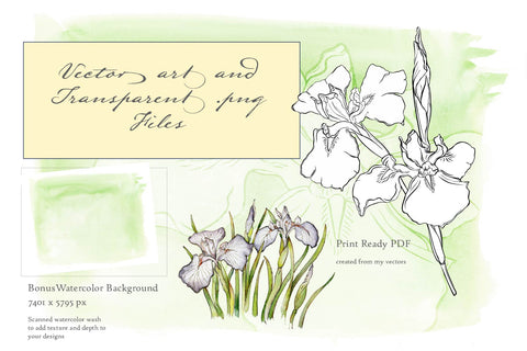 Spring Iris Illustration Set - Hand Drawn Floral Illustrations by Jamie Hansen - Jamie Hansen Art